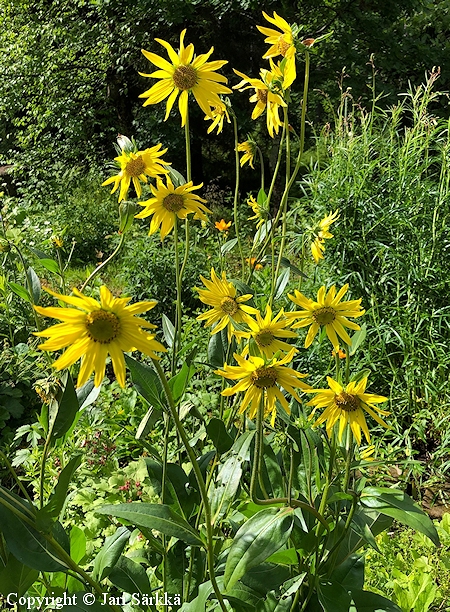 Helianthus x laetiflorus, preeria-auringonkukka